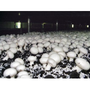 Выращивание и продажа грибов